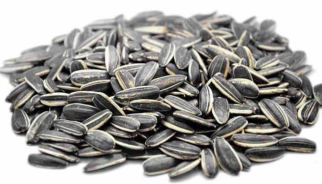 تصویر 3 از خرید تخمه فله مزمز + فروش استثنایی